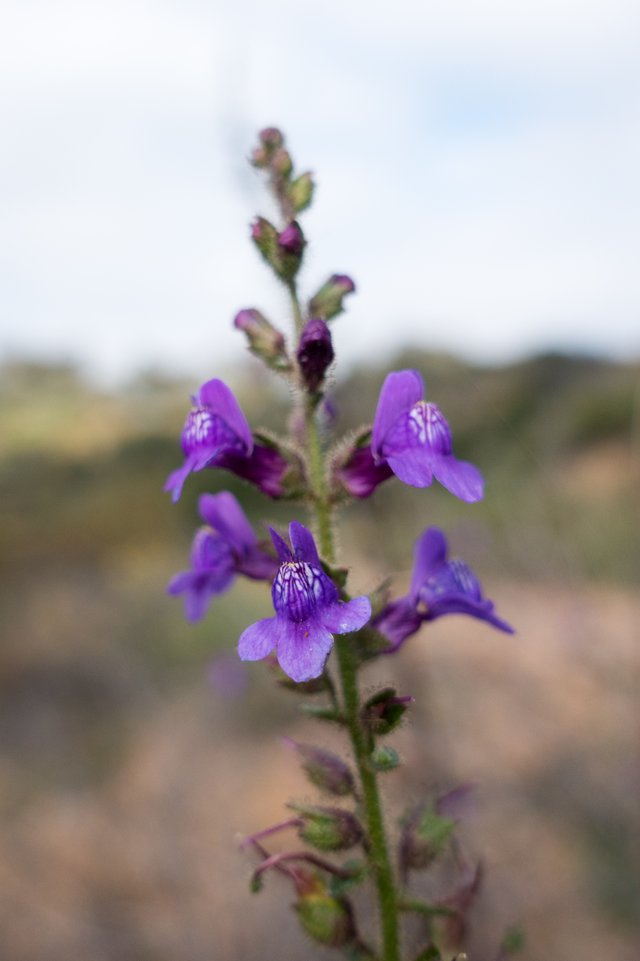 Nuttall snapdragon (Antirrhinum nuttallianum)