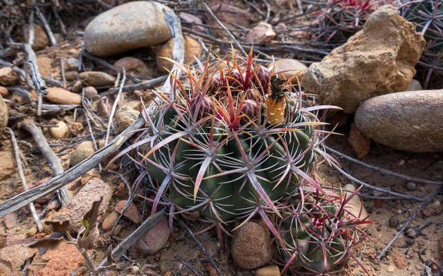 Coast barrel cactus (Ferocactus viridescens)