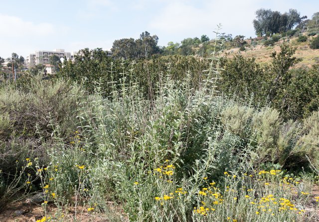 White sage (Salvia apiana)