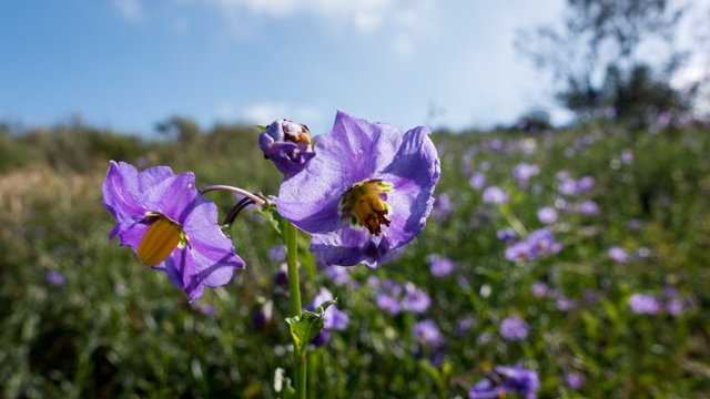 Parish nightshade (Solanum parishii)