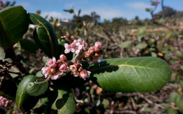 Lemonadeberry (Rhus integrifolia)