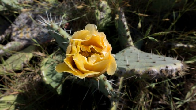 Big coastal prickly pear (Opuntia oricola)