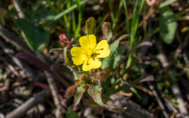 Hairy Sun Cups (Camissoniopsis hirtella)