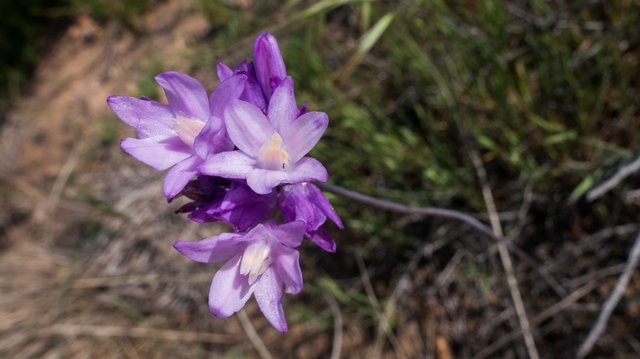 Blue dicks (Dichelostemma capitatum)