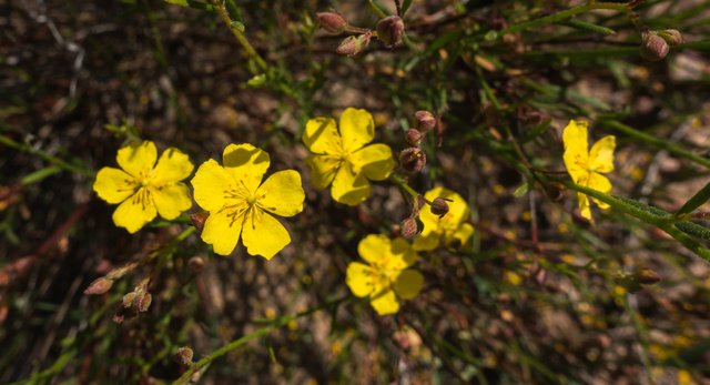 Yellow rockrose (Helianthemum scoparium)