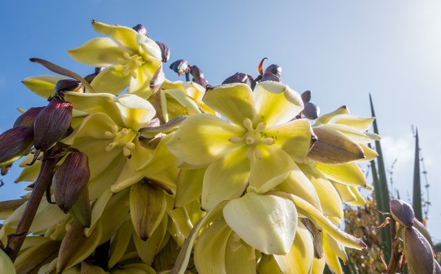 Mojave yucca (Yucca schidigera)