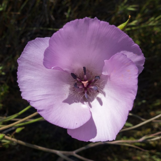 Splendid mariposa lily (Calochortus splendens)