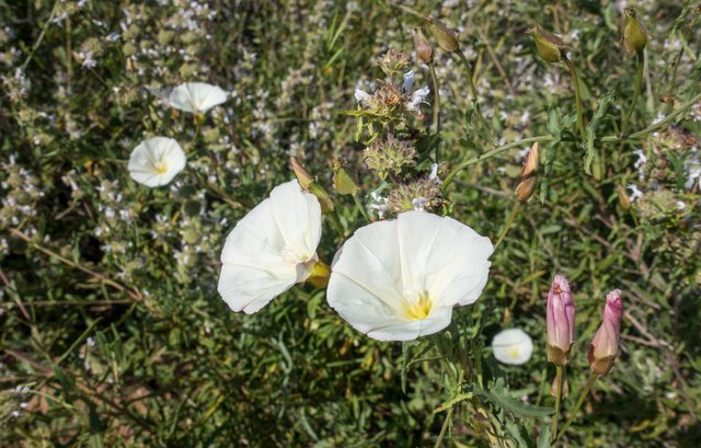 Bindweed (Calystegia macrostegia)