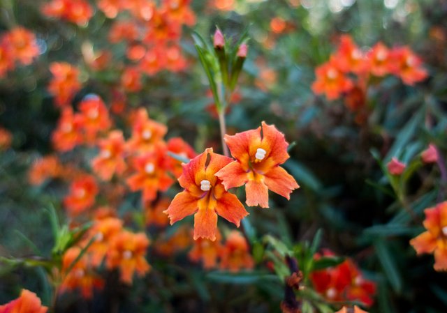 Bush monkeyflower (Mimulus aurantiacus v. puniceus)