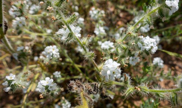 Forget-me-not (Cryptantha cleavelandii)