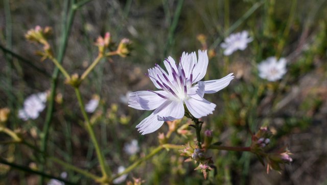 San Diego Wire-lettuce (Stephanomeria diegensis)