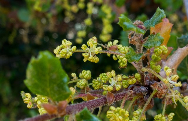 Coast scrub oak (Quercus dumosa)