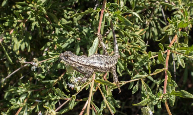 Lizard on white sage