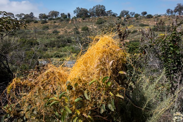 Dodder (Cuscuta california)