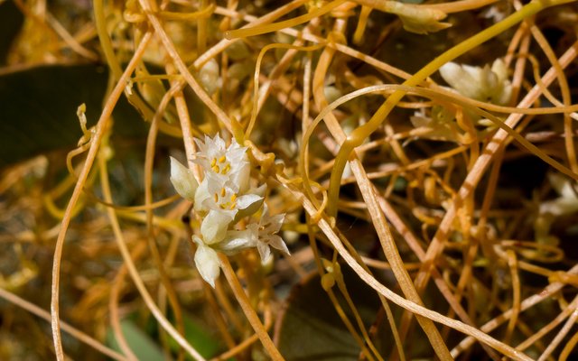 Dodder (Cuscuta california)