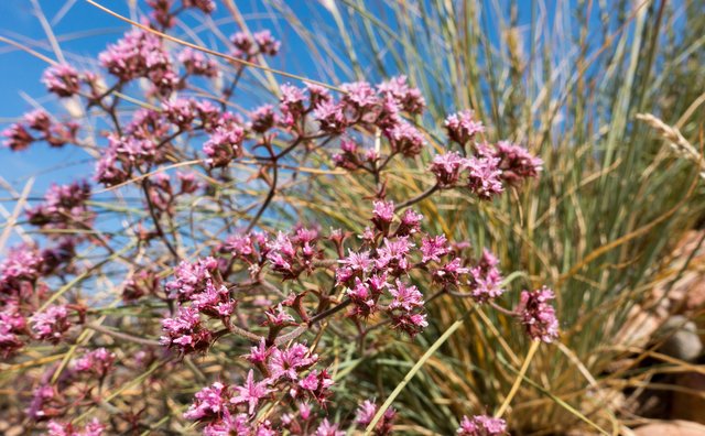 Fringed spineflower (Chorizanthe fimbriata)