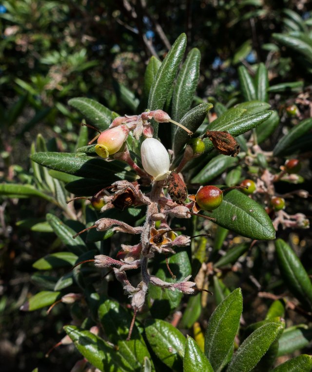 Mission Manzanita (Xylococcus bicolor)