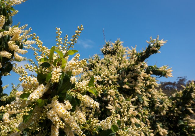 Catalina cherry (Prunus ilicifolia ssp. lyonii)