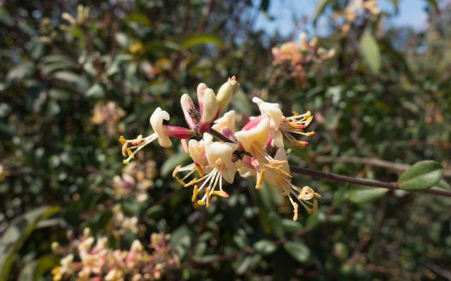 Southern honeysuckle (Lonicera subspicata var. denudata)