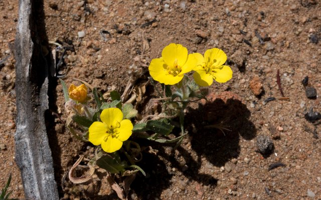 California Sun Cup (Camissoniopsis bistorta)