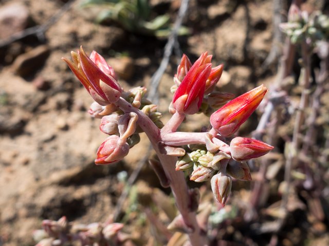 Lanceleaf dudleya (Dudleya lanceolata)