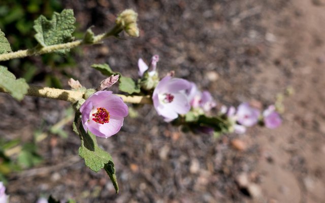 Bush mallow (Malacothamnus fasciculatus)