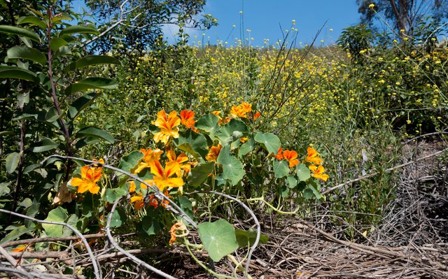 Nasturtium and mustard