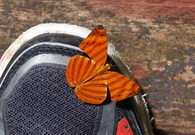 Butterfly enjoying my shoe