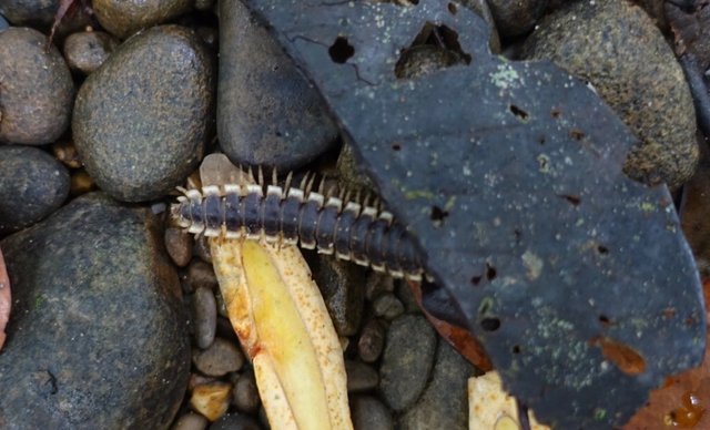 Tractor millipede