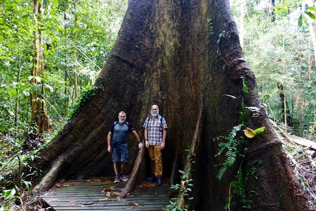 Big buttress trees