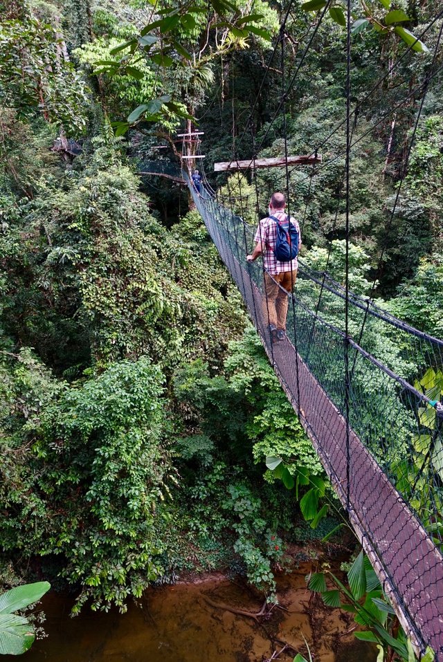 Canopy walk