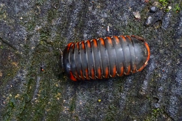 Huge pillbug