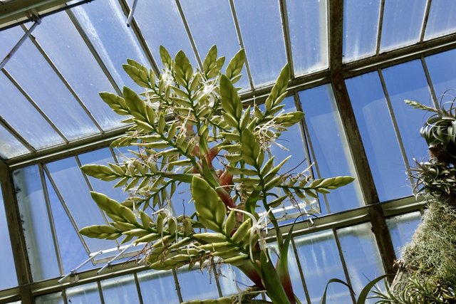 Bromeliad inflorescence