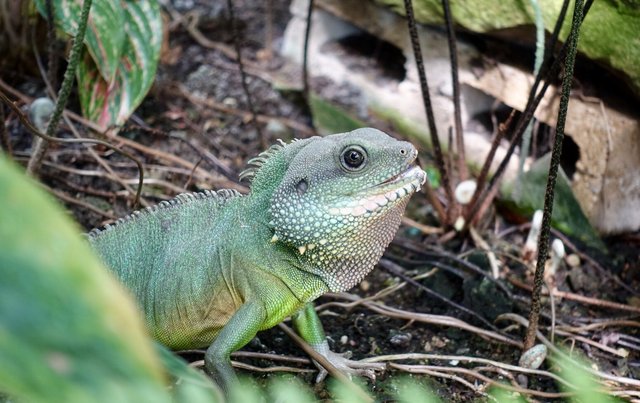 Sneaky lizard in the conservatory