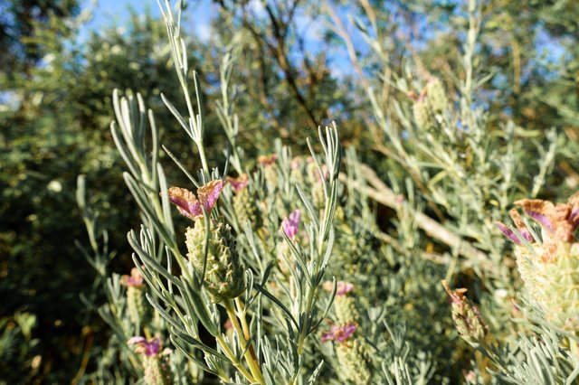 Wild lavender