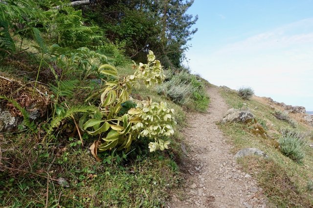 Hellebore