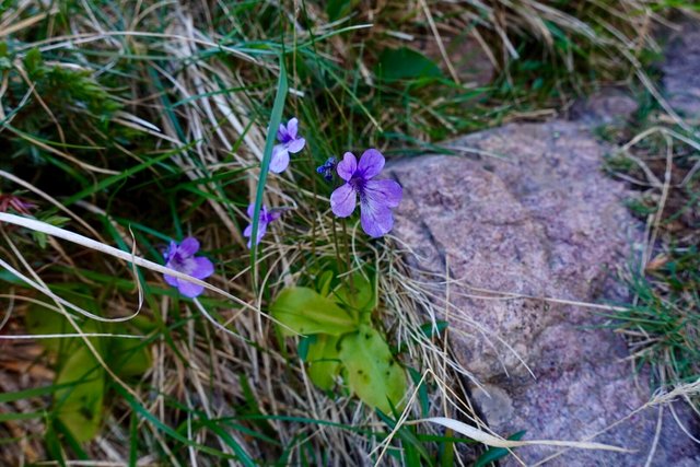 Butterwort, a carnivorous plant