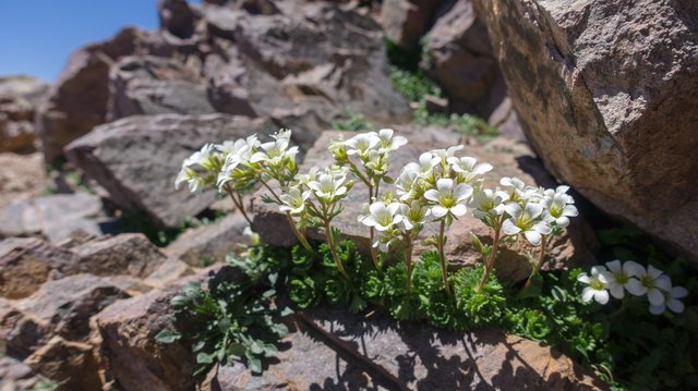 Pretty flowers