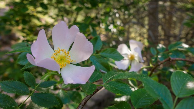 A smattering of roses here and there; smelled sweet