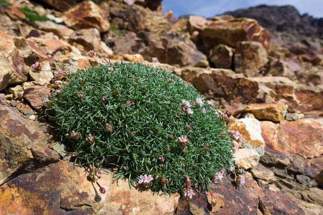 Cute cushion plant