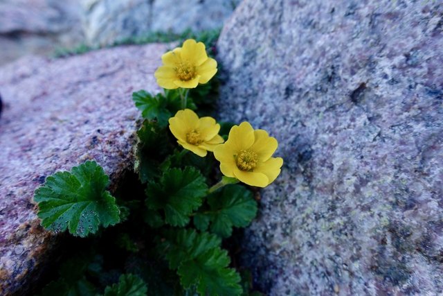 Pretty flowers