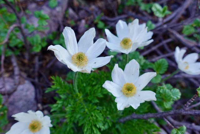 More pretty flowers