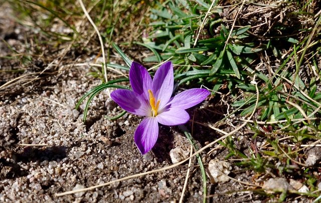 Early crocus