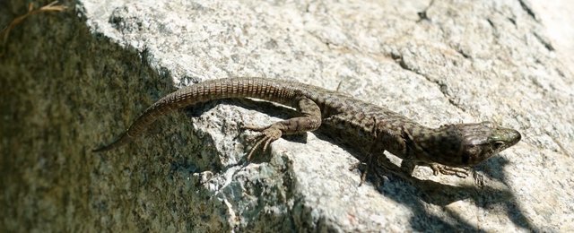 Another type of lizard