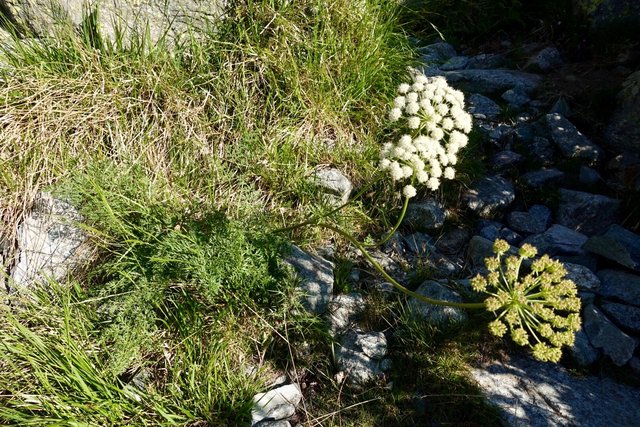 Wild parsley everywhere