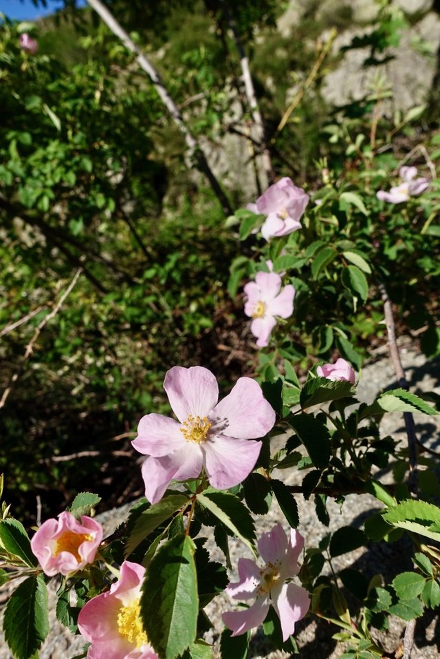 Spray of wild rose