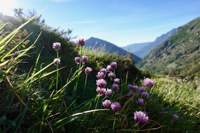 Wild chives?  Some onion-like plant