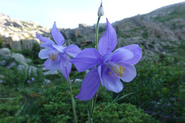 Columbine