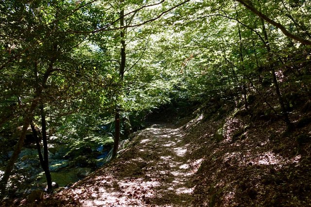 Stuffy beech forest