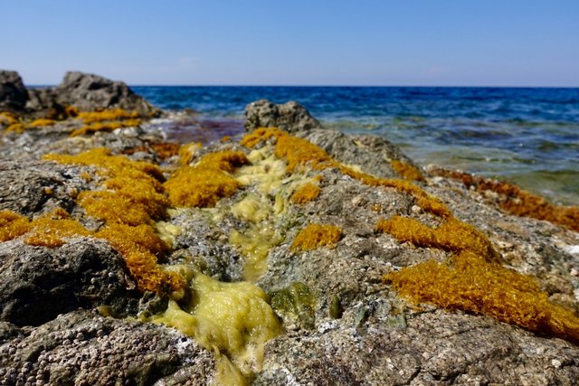 Strange tidal life